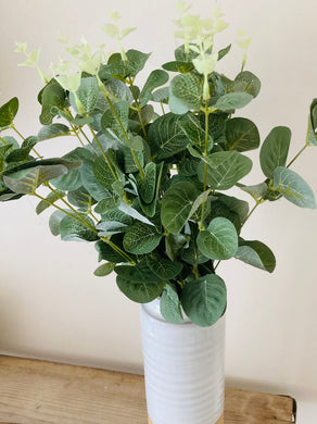 Eucalyptus bunch